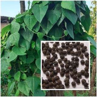 Hạt giống sương sâm lông 30 hạt