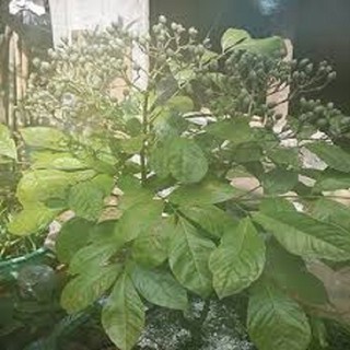 CÂY GIỐNG CÂY HÚNG VỊT ( CÂY CHANH CHÓ, CÂY THÁI GẤU ,CÂY HÚNG RỪNG )
