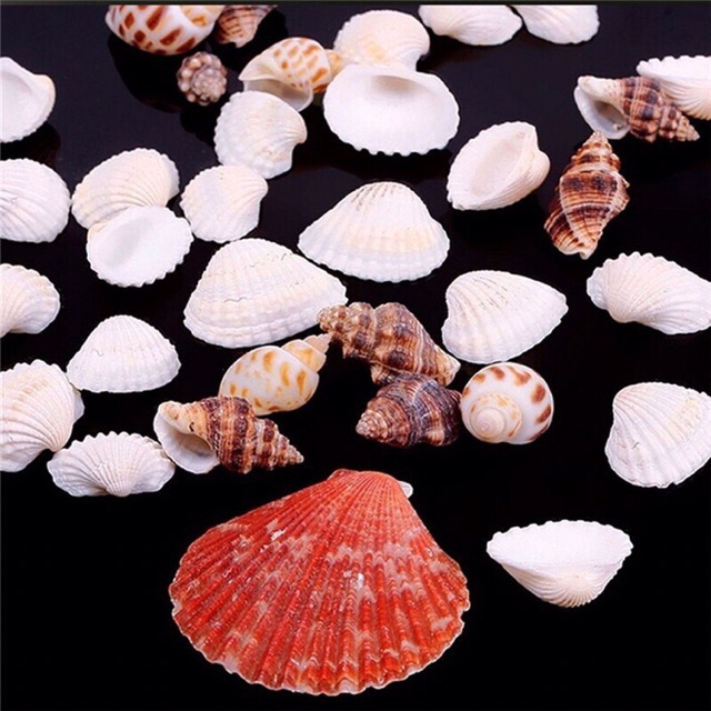 Vỏ sò nhiều màu trang trí