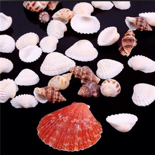 Vỏ sò nhiều màu trang trí ( 10 miếng)