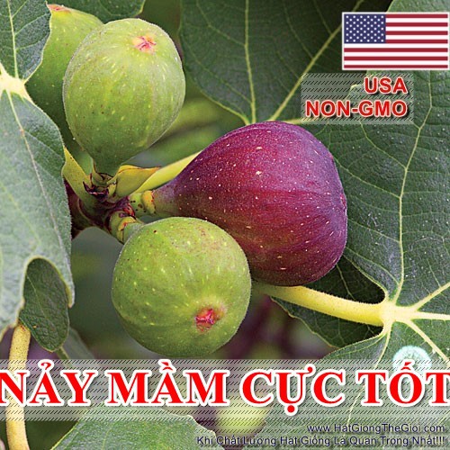 10h Hạt Giống Sung Mỹ USA