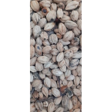 500gram hạt giống xoan ta