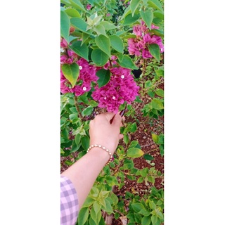 Hoa giấy mỹ