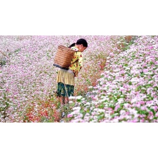 Hạt Giống Hoa Tam Giác Mạch