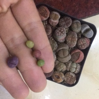 Combo thạch lan + gấu var + multicept