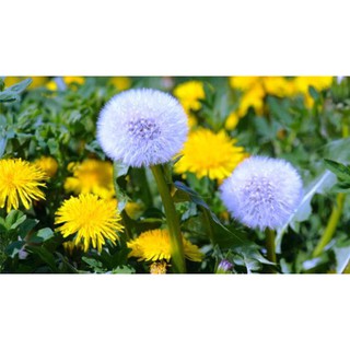 Hạt giống hoa Bồ công anh, rau Bồ công anh dễ trồng Taraxacum seeds
