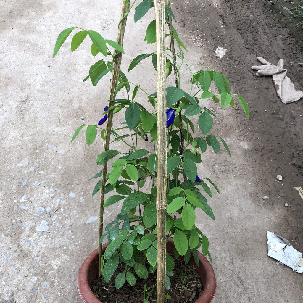 Cây đậu biếc size to, Ngọn dài 1m hoa nở rộ thân leo mạnh phủ giàn tốt sức sống mãnh liệt, thích hợp làm cây leo