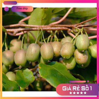 HẠT GIỐNG QUẢ KIWI 30 HẠT LUCKY.VN
