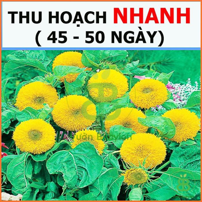 (NEW) Hạt giống Hoa Hướng Dương Lùn Kép 1G