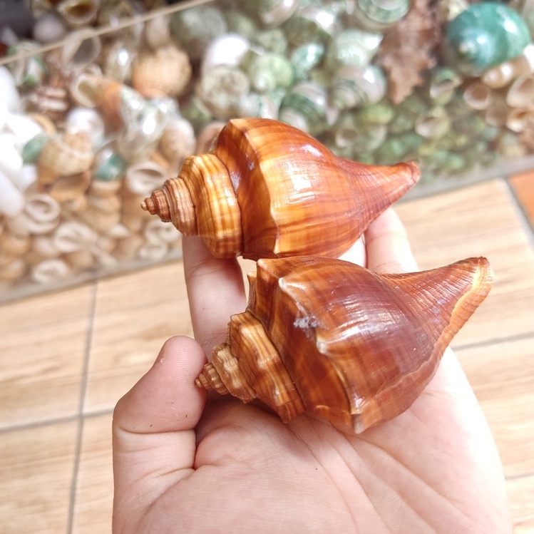 Vỏ ốc đùi gà trang trí màu sắc ngẫu nhiên