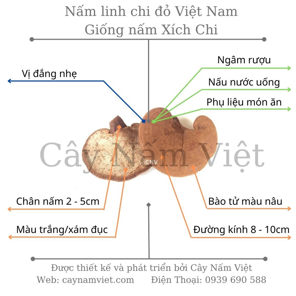 01KG Nấm linh chi đỏ Việt Nam thái lát CNV 500g x 2