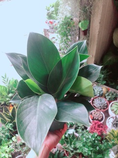 Trầu Bà Đế Vương Xanh