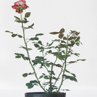 Cây hoa hồng ngoại LAFA GARDEN 10 cây kích thước 45-60cm giống hoa hồng bụi màu ngẫu nhiên cây có bầu đất khỏe mạnh