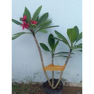 cây sứ đại thái đỏ