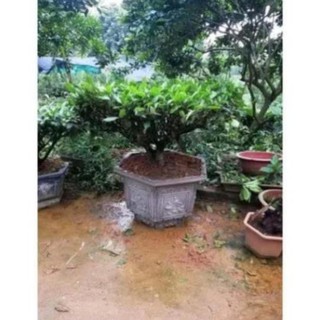 Gốc Chè cổ Bonsai 15-25 năm [Siêu sạch]