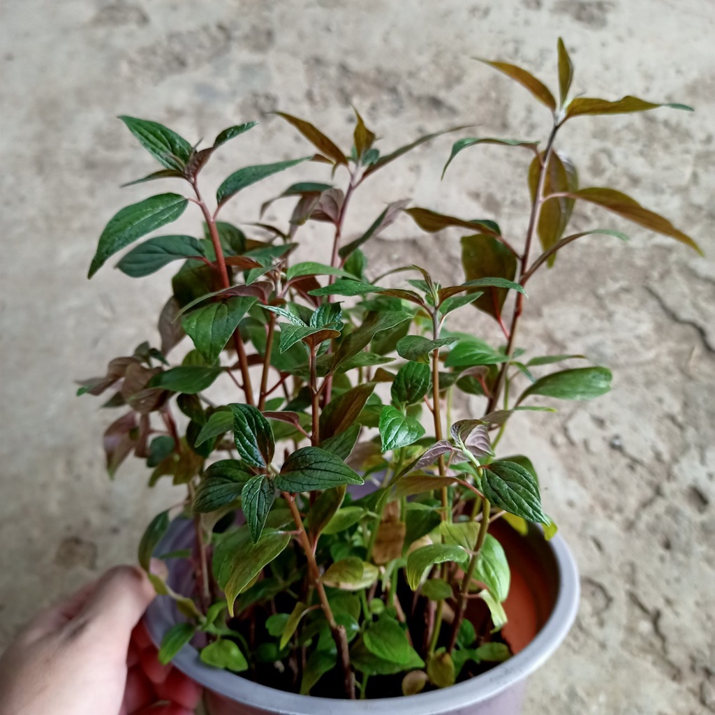 Cây thuốc dòi-vườn của boss