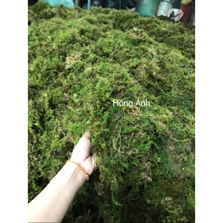 Rêu rừng xanh đã phơi khô, xử lý nấm