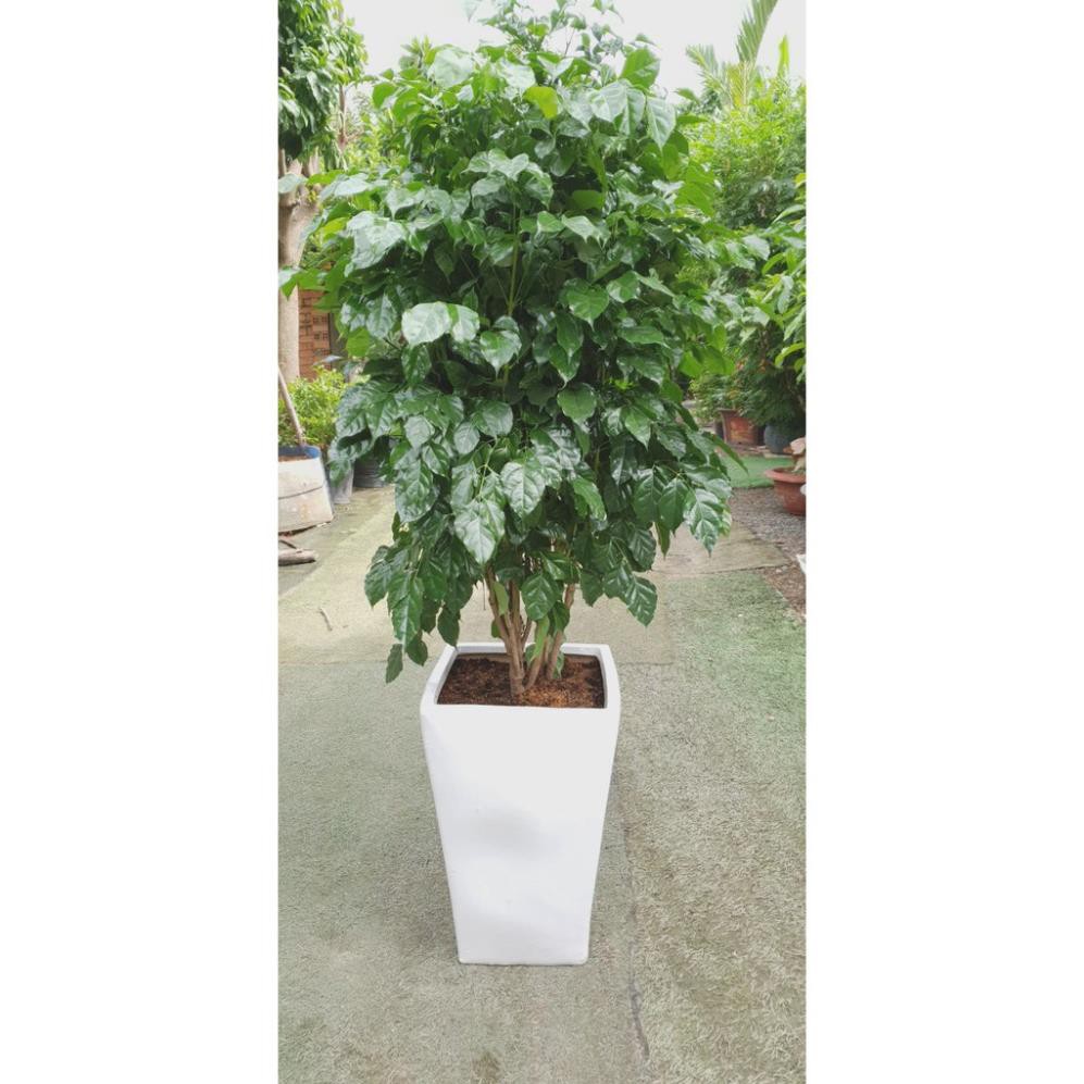 CÂY HẠNH PHÚC, CÂY MANG ĐẾN SỰ ĐẦM ẤM, HẠNH PHÚC CHO GIA CHỦ