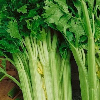 0.5Gr Hạt Giống Cần Tây Mỹ Ngọt 75cm luckyseed hạt siêu rẻ