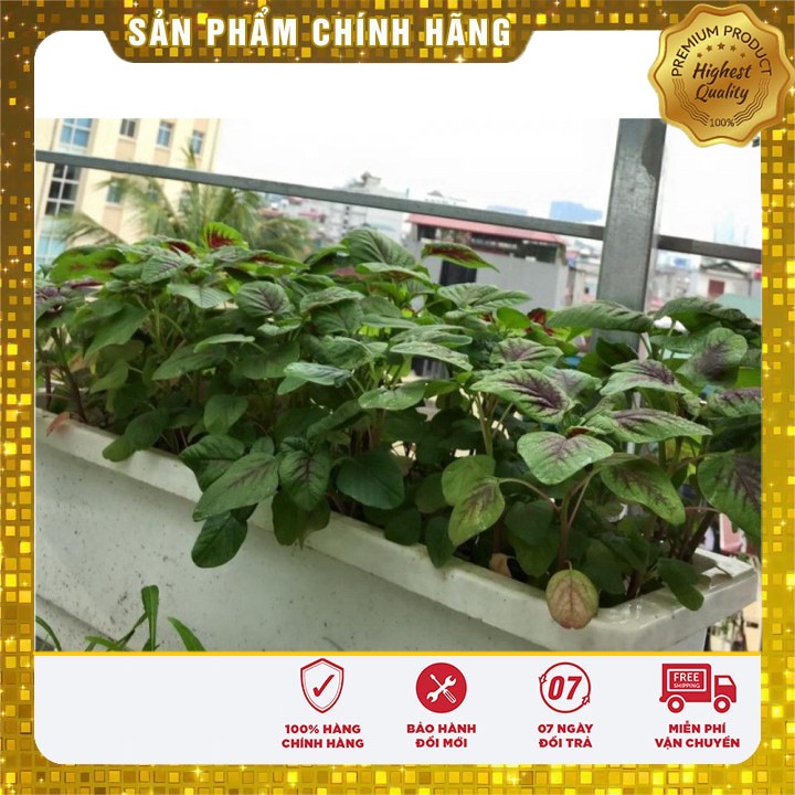 Hạt giống rau Dền Khoang 20gram [Bán Sỉ]