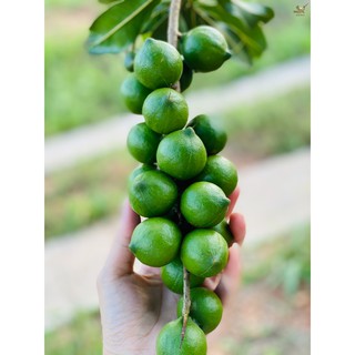 combo 5 hộp Mắc Ca HAMC