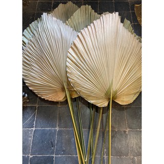 Lá cọ trang trí