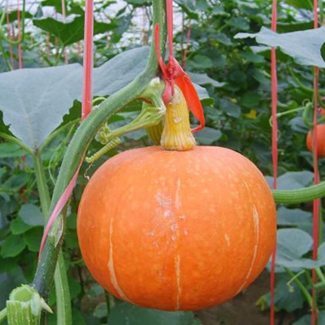 Hạt giống bí ngô mặt trời đỏ gấc nhập Thái lan nguyên gói  ~ 6 hạt (Orange Japanese Pumpkin)