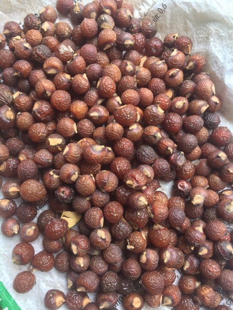 Bồ hòn loại 1 già quả giàu saponin (chưa tách hạt)