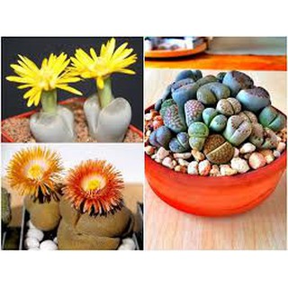 [GIÁ GỐC] HẠT GIỐNG HOA THẠCH LAN - 5 hạt