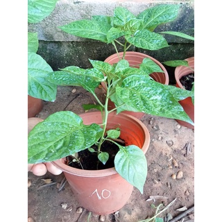 Ớt Ghost, Cây giống cao 20-30cm (Purple Ghost,  White Ghost, Ghost Ogrange jami)