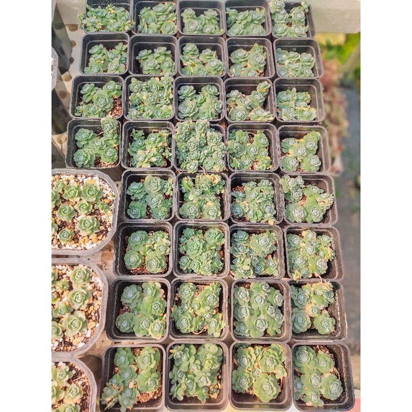 Sen dù tròn chậu 7*7