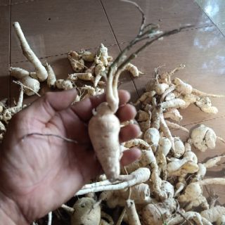 Sâm bố chính . Sâm đất