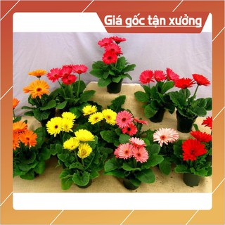 Hạt giống hoa Đồng Tiền Kép 10 Hạt Hạt giống