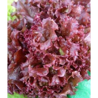 Hạt Giống Xà Lách Xoăn Tím Tặng Kèm Kích Mầm