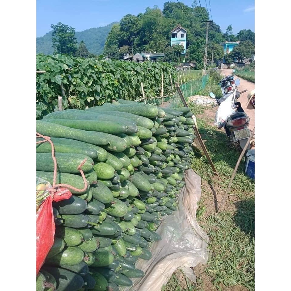 Bí đao sấy khô loại 1 giảm cân đẹp, da  hỗ trợ cao huyết áp, tiểu đường tốt cho hệ tiêu hoá túi 1 KG | BigBuy360 - bigbuy360.vn