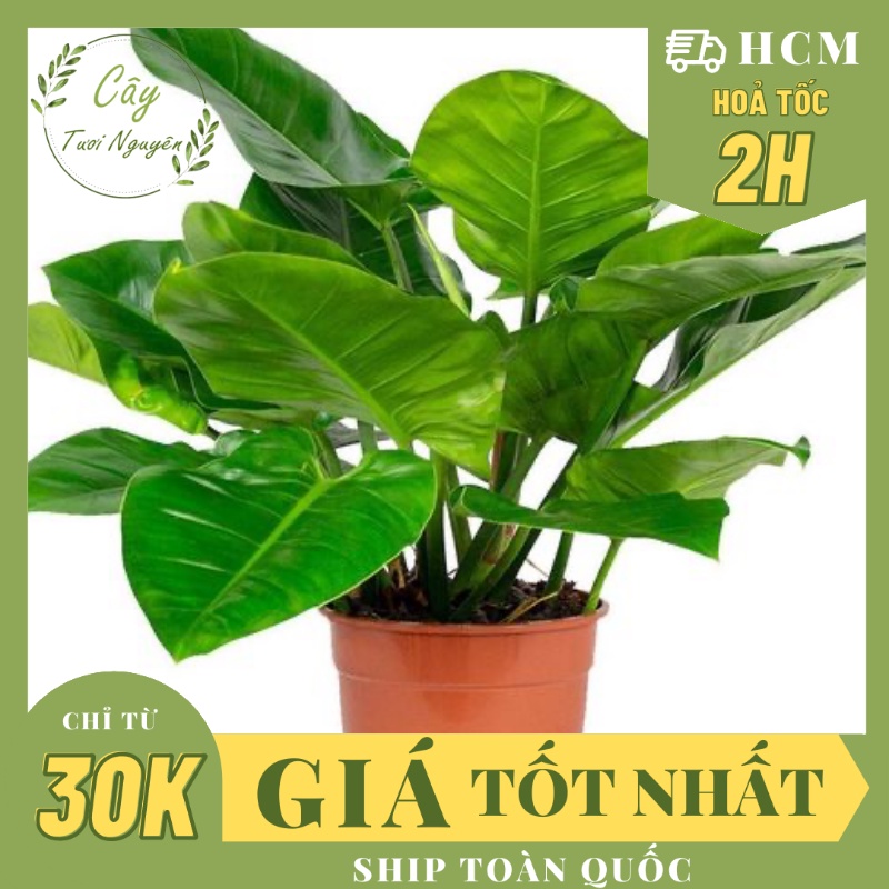 CÂY TRẦU BÀ ĐẾ VƯƠNG Xanh,(cao 30cm), cây phong thủy để bàn mini GIÁ RẺ, lọc không khí, Cây Tươi Nguyên CTN0022