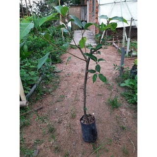 Cây sung giống - chiều cao khoảng 80cm