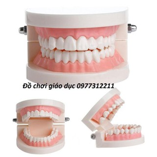 Mô hình hàm răng tập chải răng cho bé Đồ chơi thực hành cuộc sống
