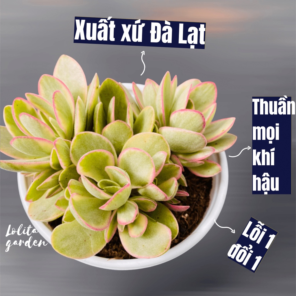 Sen đá bướm var mini Đà Lạt size trung bình cây cảnh trang trí nhà cửa Lolita garden