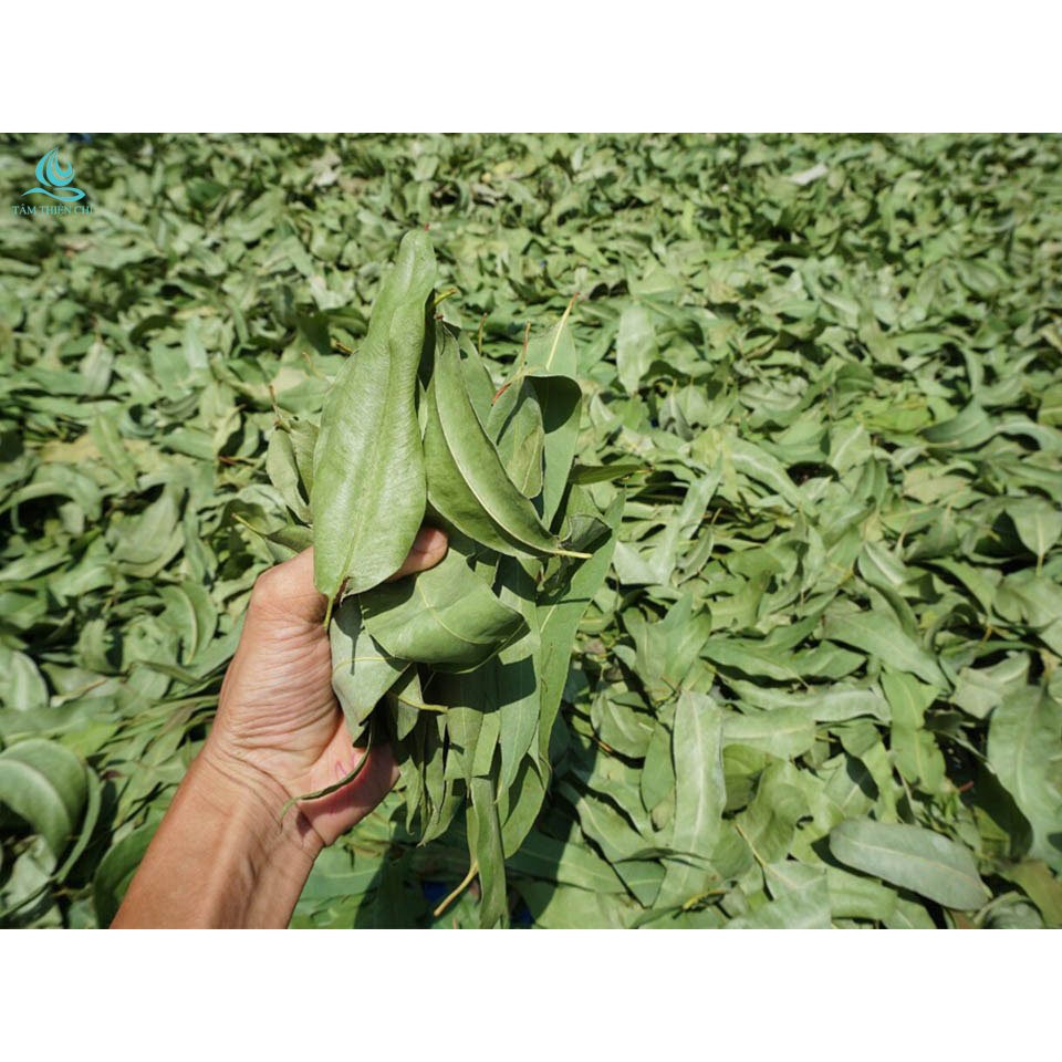 Nhang sức khoẻ KHUYNH DIỆP 30cm Tâm Thiện Chí hộp 50 cây