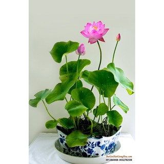 Hạt giống hoa Sen mini Nhật (5 hạt nhiều màu)