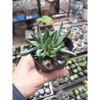 SEN ĐÁ CỎ NGỌC🌵SIZE6CM🌵SEN ĐÀ LAT🌵THUẤN SỨ NÓNG🌵FREESHIP🌵1 ĐỔI 1