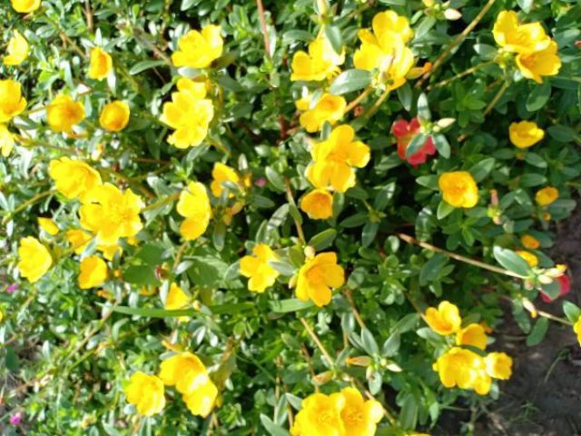 Hoa Sam và Hoa Mười Giờ 10h_ Cành giống  1kg 50k