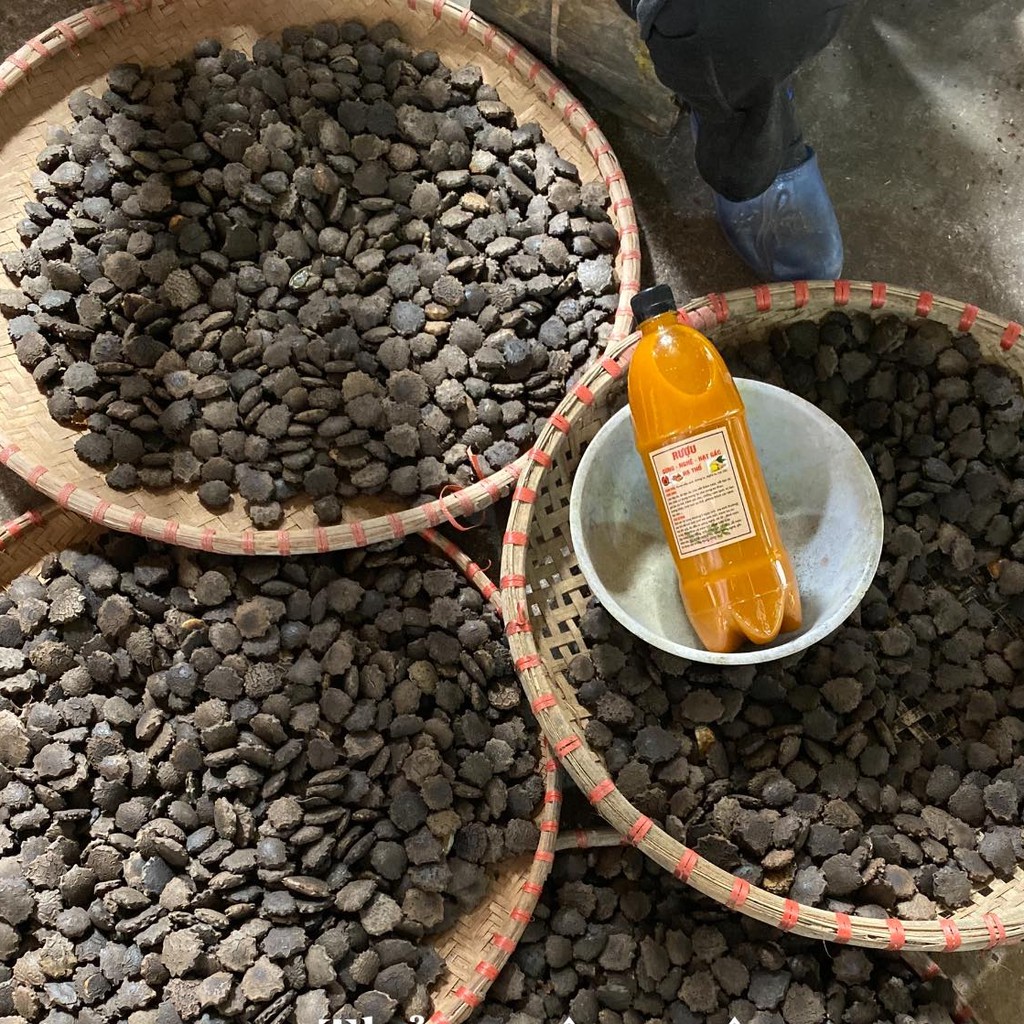 Cốt nghệ hạt gấc hạ thổ 500ml