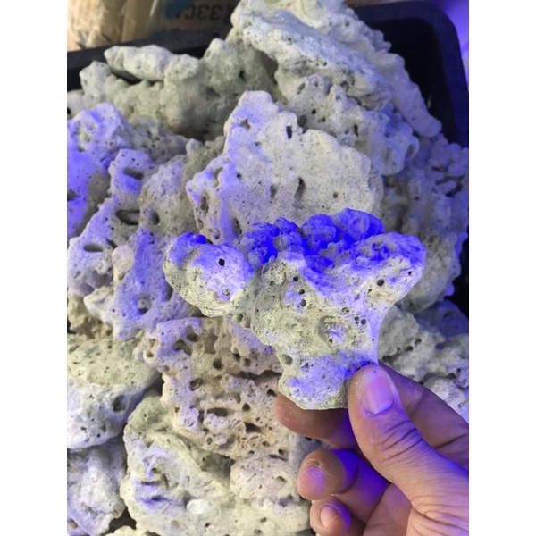 ĐÁ SAN HÔ - SETUP LAYOUT BỂ CÁ BIỂN