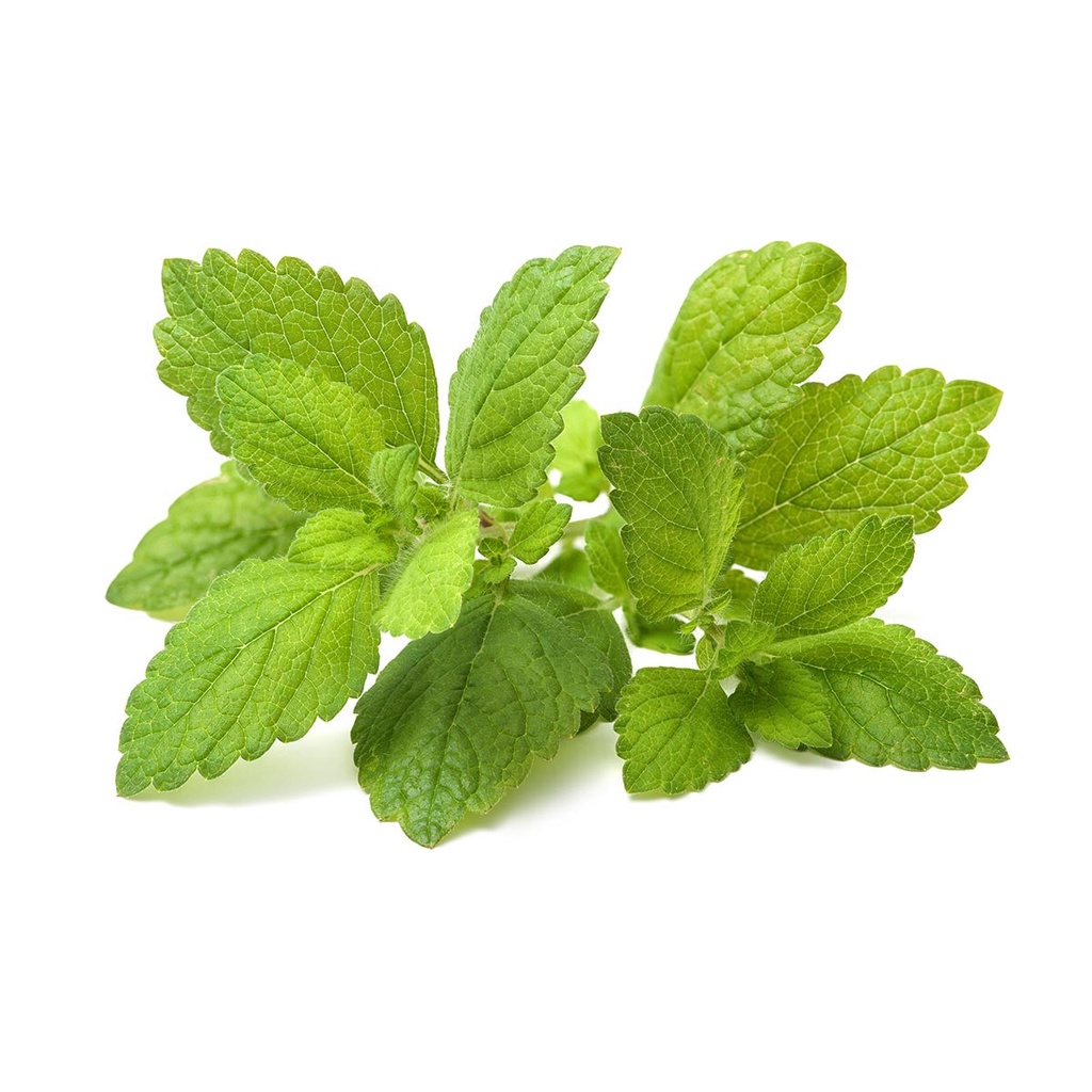 Hạt Giống Bạc Hà Chanh Lemon Balm