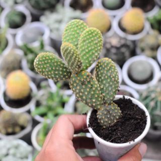 ☘️ XƯƠNG RỒNG TAI THỎ 🌻