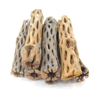 LŨA CHOLLA CHO HỒ TÉP THUỶ SINH - HÀNG TUYỂN