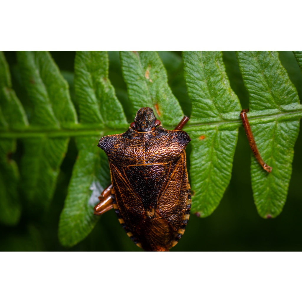 ống kính chụp ảnh cho Nikon Lens Tokina MC Macro 100mm f3.5 Macro ngàm Nikon AIS