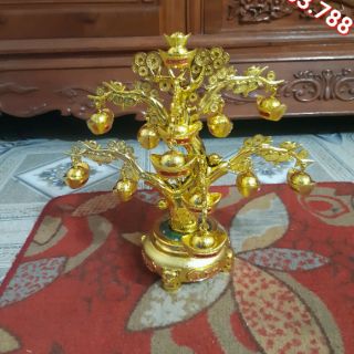 Cây Thỏi Vàng (Quay bé) - Cành Vàng Lá Ngọc